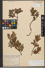 Foto von Salix waldsteiniana Willd.